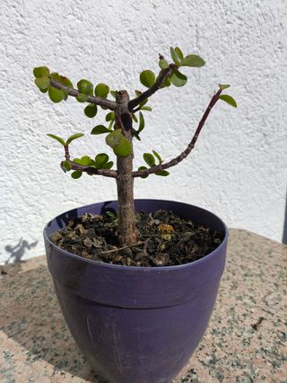 Prebonsái Portulacaria afra