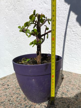 Prebonsái Portulacaria afra