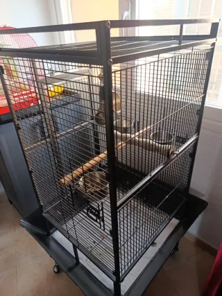 Jaula Grande para Loros Negra
