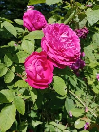 Esquejes de rosales de olor tipo antiguos