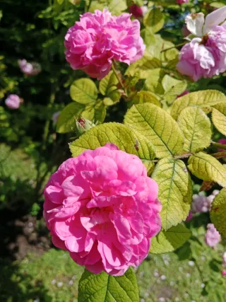 Esquejes de rosales de olor tipo antiguos