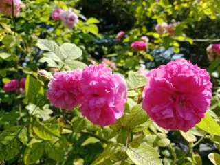 Esquejes de rosales de olor tipo antiguos