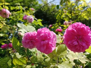 Esquejes de rosales de olor tipo antiguos