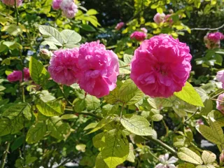 Esquejes de rosales de olor tipo antiguos