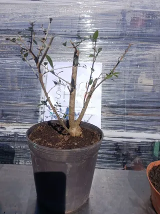 Pre-bonsái Acebuche / Olivo