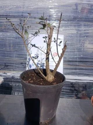 Pre-bonsái Acebuche / Olivo