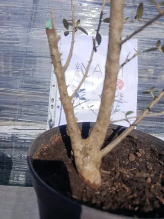 Pre-bonsái Acebuche / Olivo