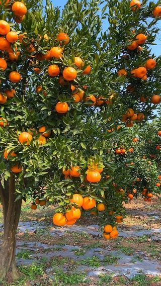 Recogemos leña de naranjo