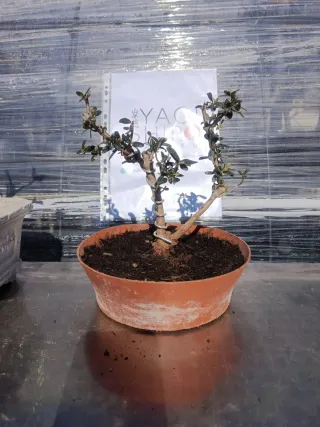 Bonsái Acebuche / Olivo