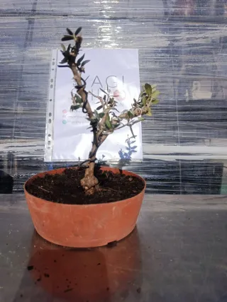Bonsái Acebuche / Olivo
