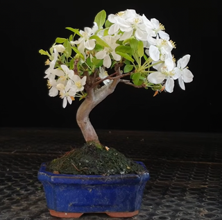 Manzano bonsai 7 años
