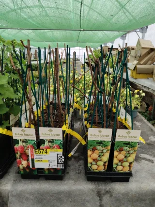 Plantas de Frambuesas en maceta