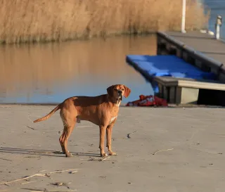 Tamron 70-200mm VC 2.8 Objetivo para Canon