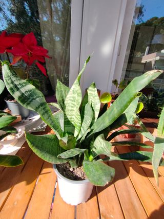 Planta Sansevieria en maceta blanca