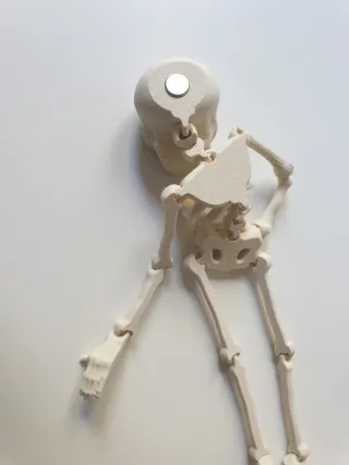 Imán esqueleto articulado decorativo