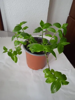 Planta Amor de Hombre