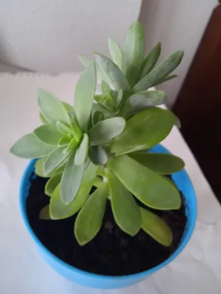 Planta Sedum Palmeri en maceta azul