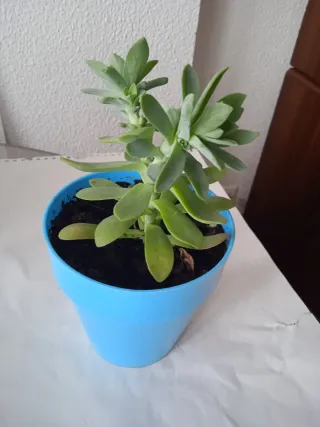 Planta Sedum Palmeri en maceta azul