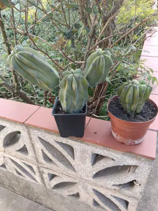 Cactus lote rarezas