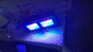 Foco LED Cultivo Niell 300W + armario