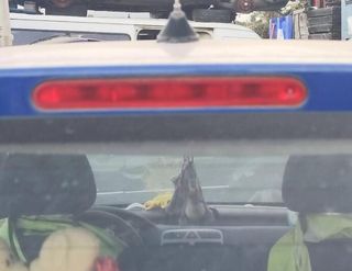 Capot peugeot 307 break / sw (s1)(04.2002) 358189