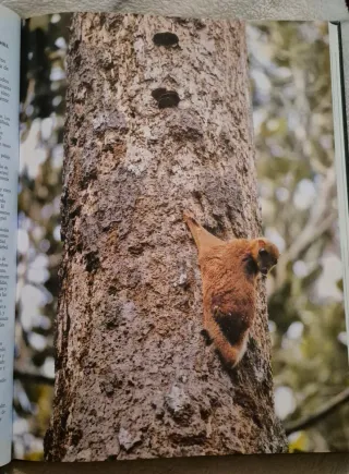 El maravilloso mundo de los animales
