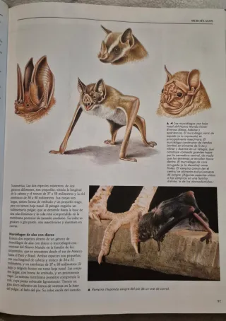 El maravilloso mundo de los animales