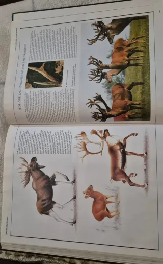 El maravilloso mundo de los animales