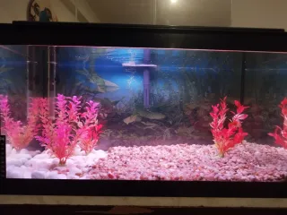 Acuario 80L con plantas decorativas