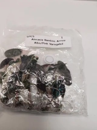 Alocasia Bambino Arrow Albo Pink TC