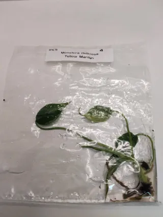 Monstera Yellow Marilyn TC