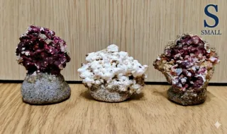 Frag Rack Magnético Coralero Acuario Marino