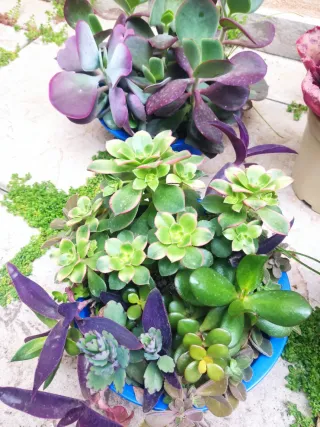 Oferta Hoy lote plantas int/ext, terraza, jardín