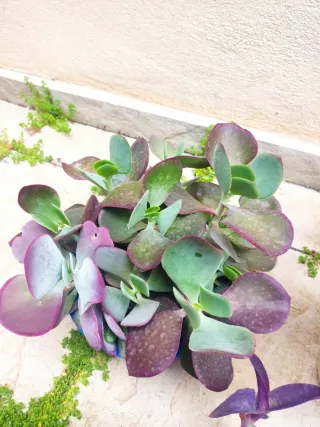 Oferta Hoy lote plantas int/ext, terraza, jardín