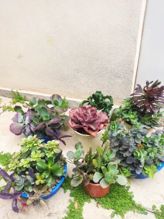 Oferta Hoy lote plantas int/ext, terraza, jardín