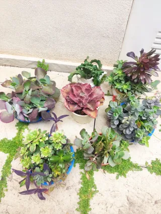 Oferta Hoy lote plantas int/ext, terraza, jardín