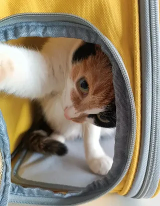 Mochila Transportín Mascotas Astronauta. NUEVA