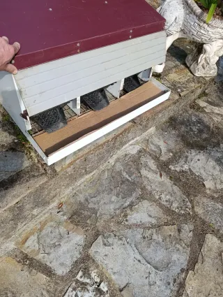 Ponedero copele para gallinas