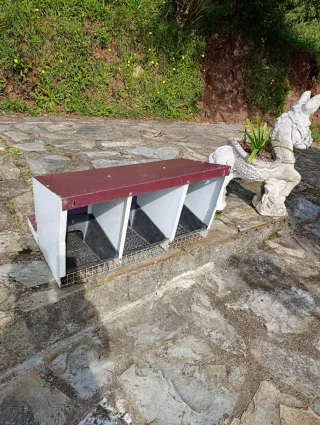 Ponedero copele para gallinas