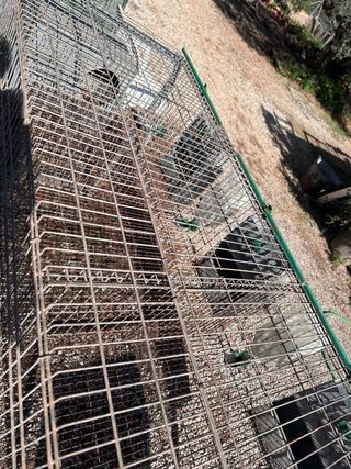 Jaula metálica con bebederos