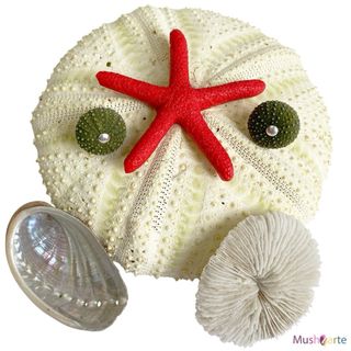 Pendientes Erizos Mar Reales y Plata Ley