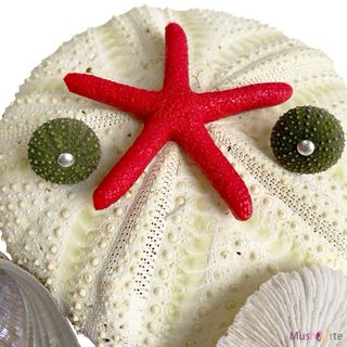 Pendientes Erizos Mar Reales y Plata Ley