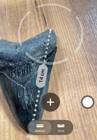 Diente Megalodon 14 cm Certificado