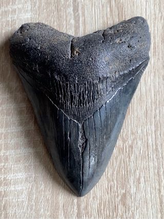 Diente Megalodon 14 cm Certificado