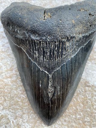 Diente Megalodon 14 cm Certificado