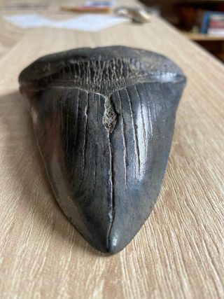 Diente Megalodon 14 cm Certificado