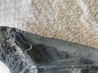 Diente Megalodon 14 cm Certificado