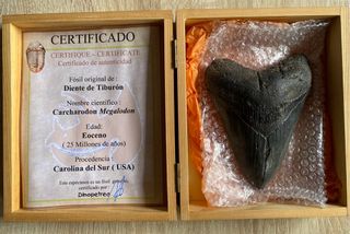 Diente Megalodon 14 cm Certificado