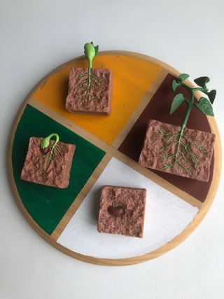Base Montessori ciclos de vida pintada a mano