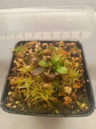 Cephalotus follicularis